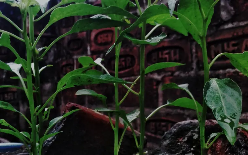 红木家具与居室场景图