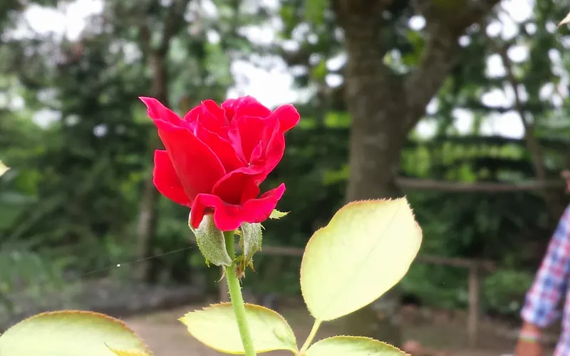 红木家具与居室场景图