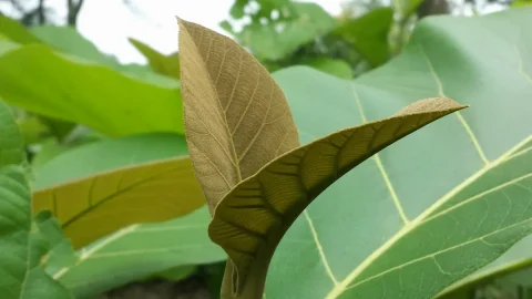 红木木材与木纹场景图